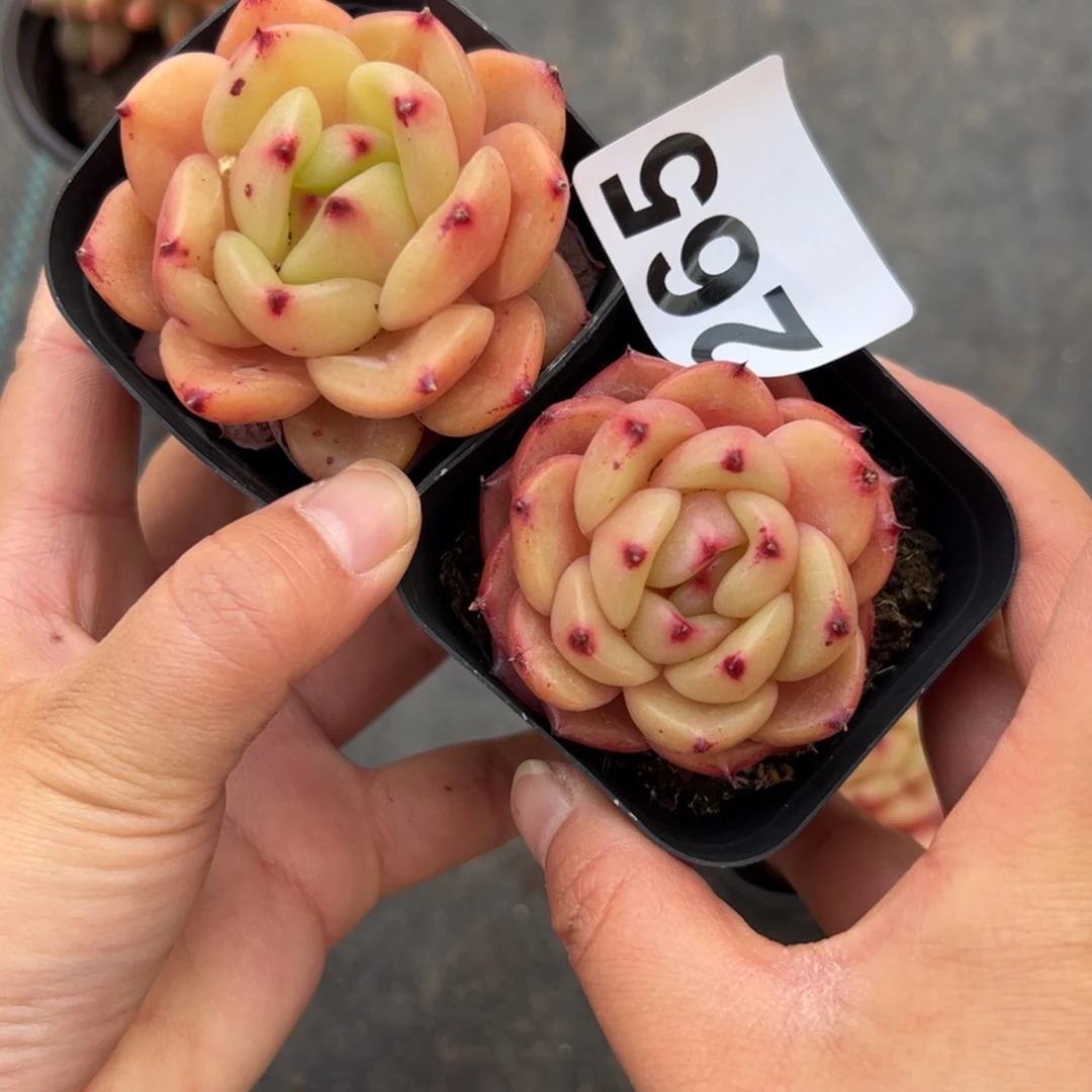 一****Y265 多肉植物组合盆栽