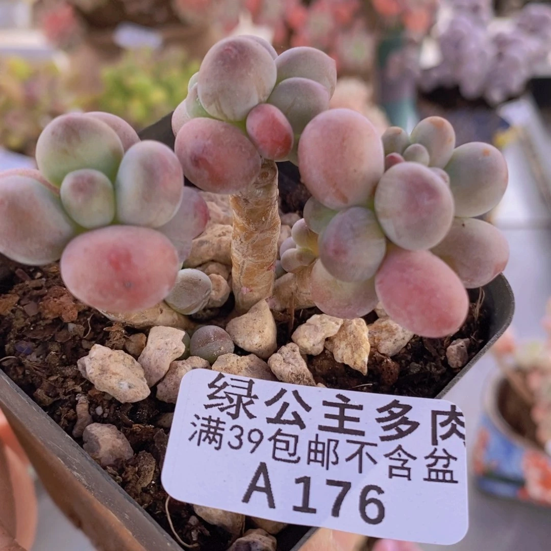 一代苹果奶老桩5cm176多肉植物
