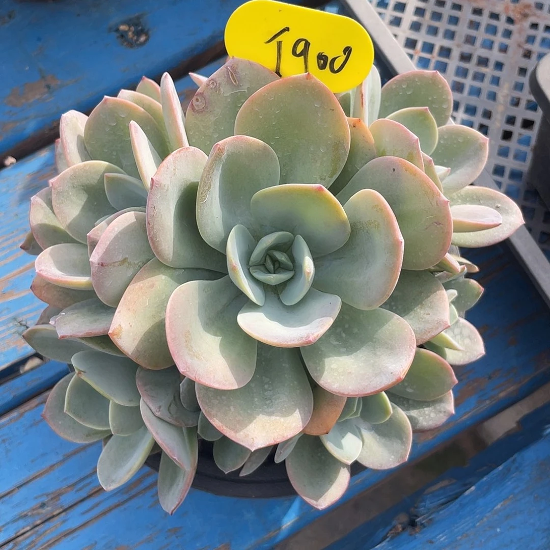 奶茶多肉植物群生900