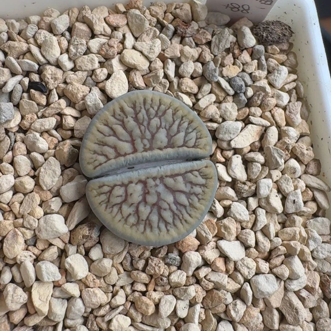 煮***茶1125-022线招福生石花花