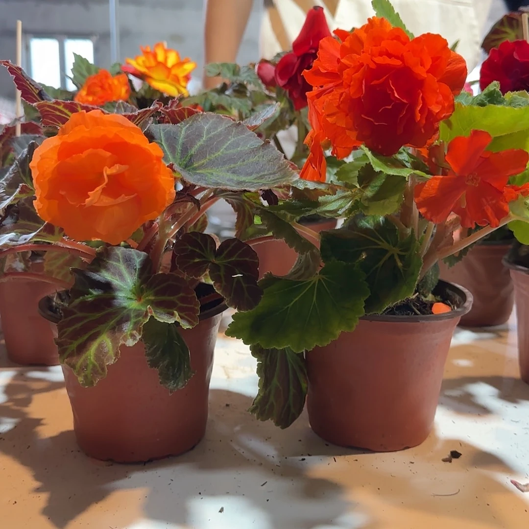 摩卡浅橙➕绿叶橙，掉花折叶正常介意勿拍，不拍保温冻死不售后