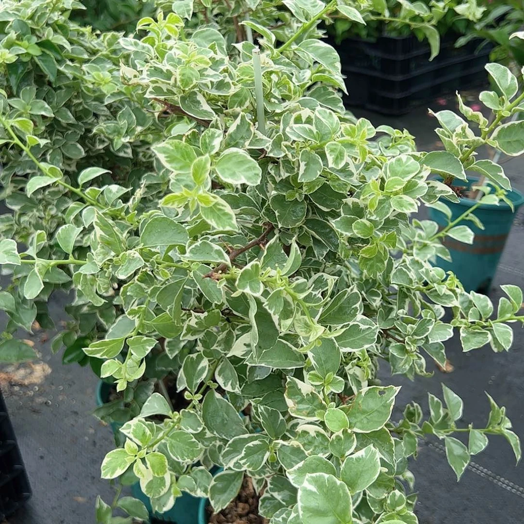 大部分开放少量花苞少女心一颗