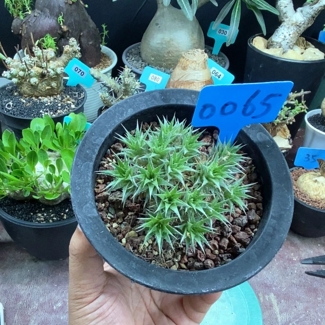 坨坨凤多肉植物一个
