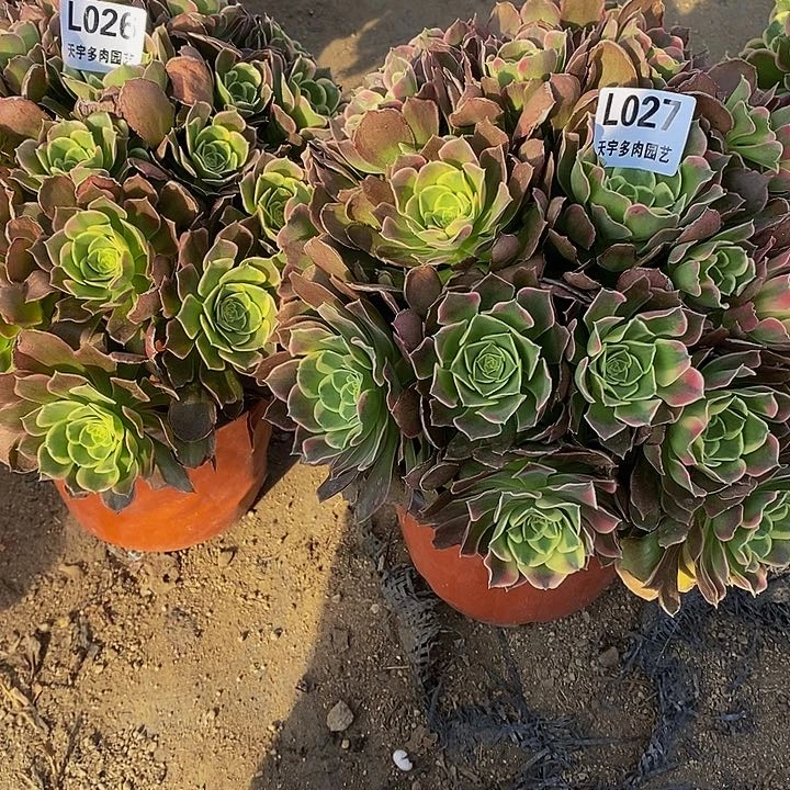 小****）多肉雨花是026。 027