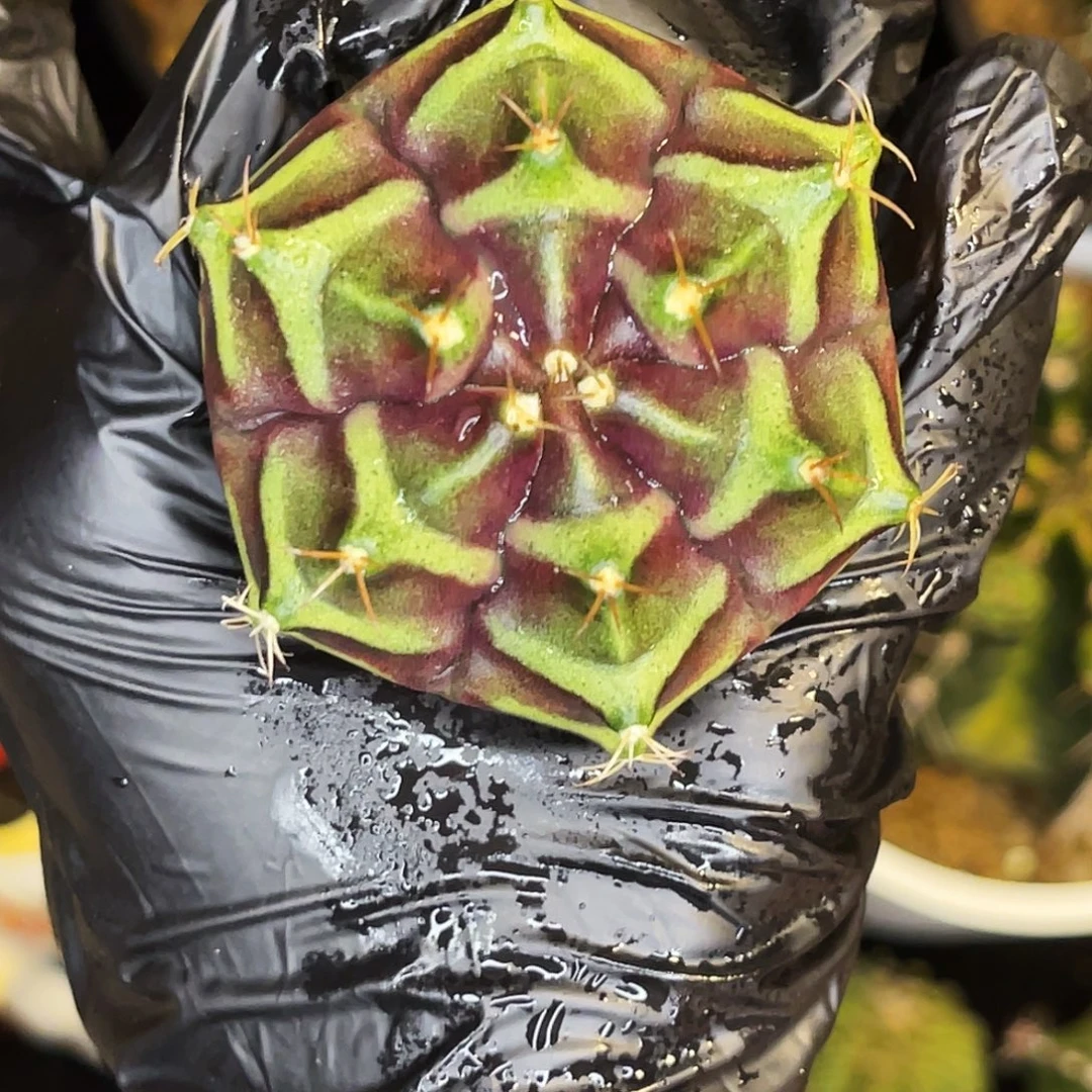 六棱锥 一物一拍脱土