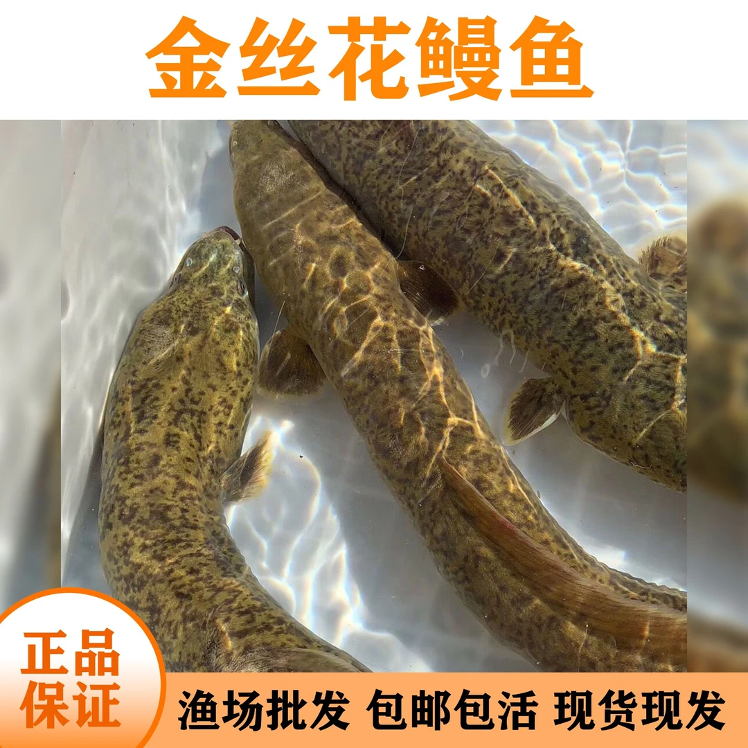 淡水养殖花鳗鱼 花锦鳗 金丝鳗鱼可与四大家鱼混养