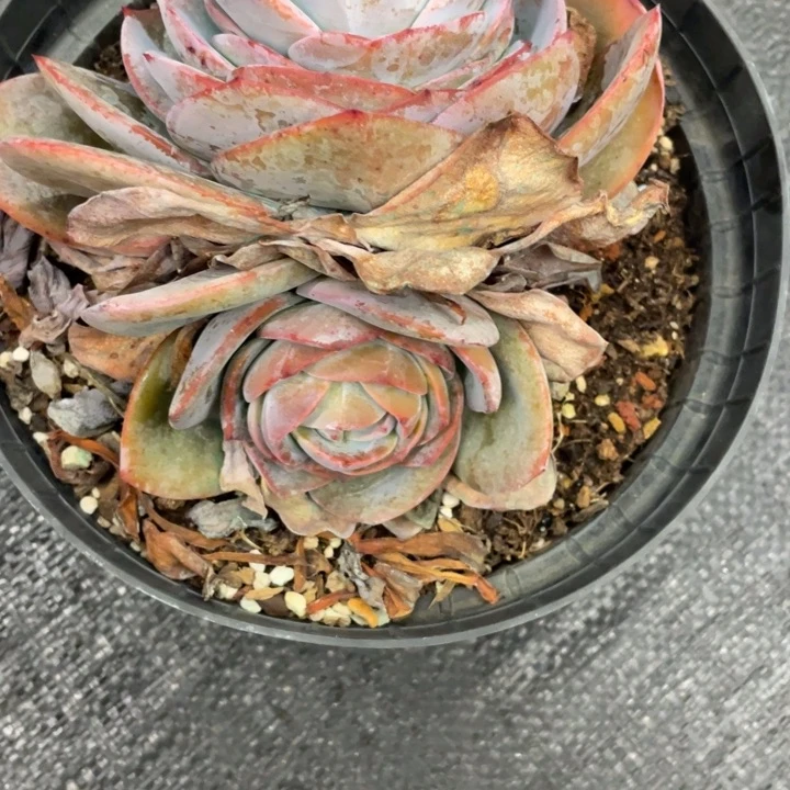 ?****弥鹿之森一物一图