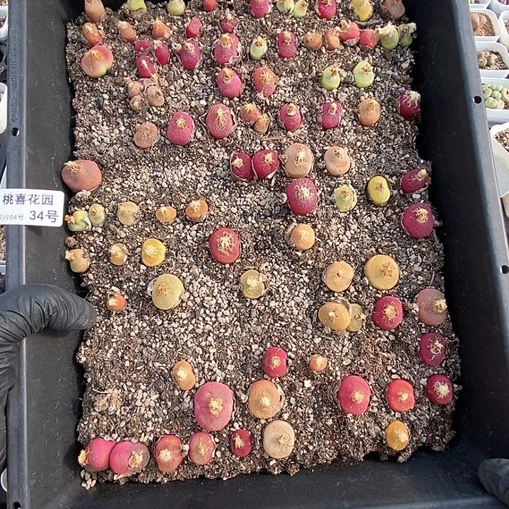 桃喜花园0204-34毛