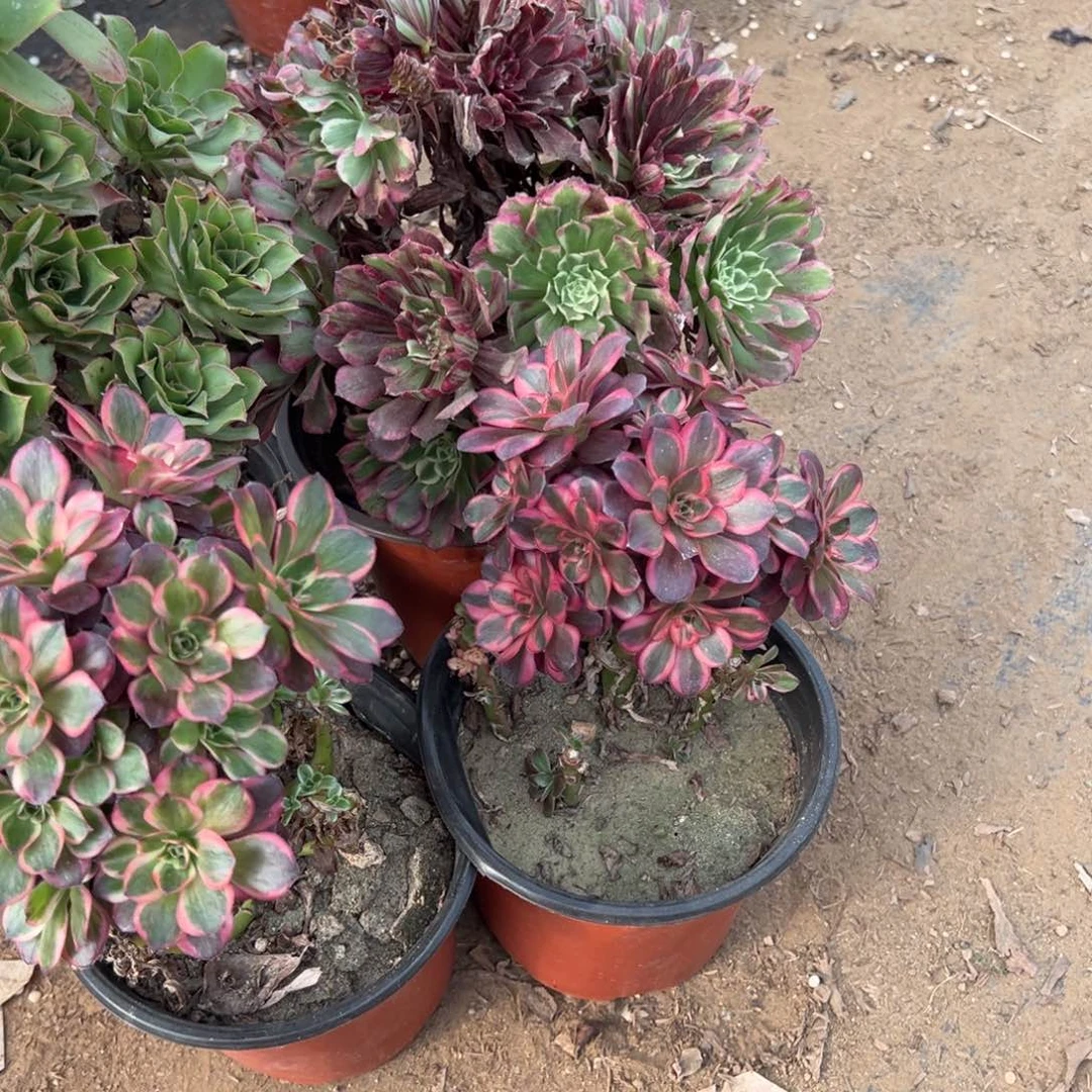 竹***筠260四颗组合多肉植物