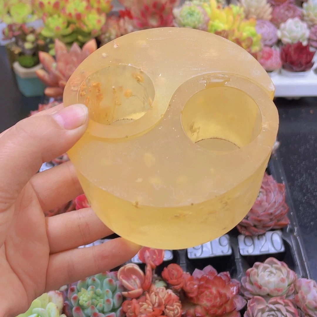 多肉?****?无土栽培多肉植物