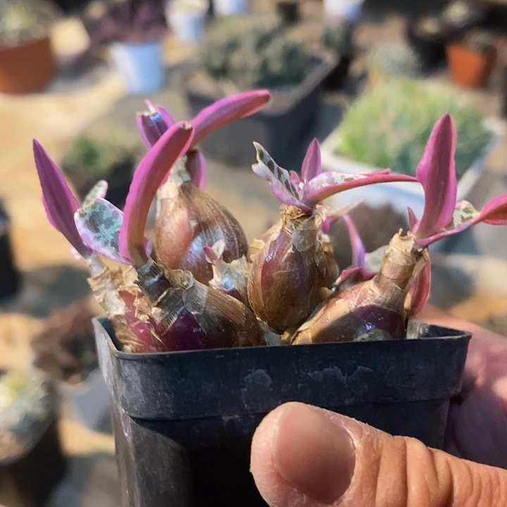满38包邮2天凑单,脱土晾根发货多肉植物油点百合锦