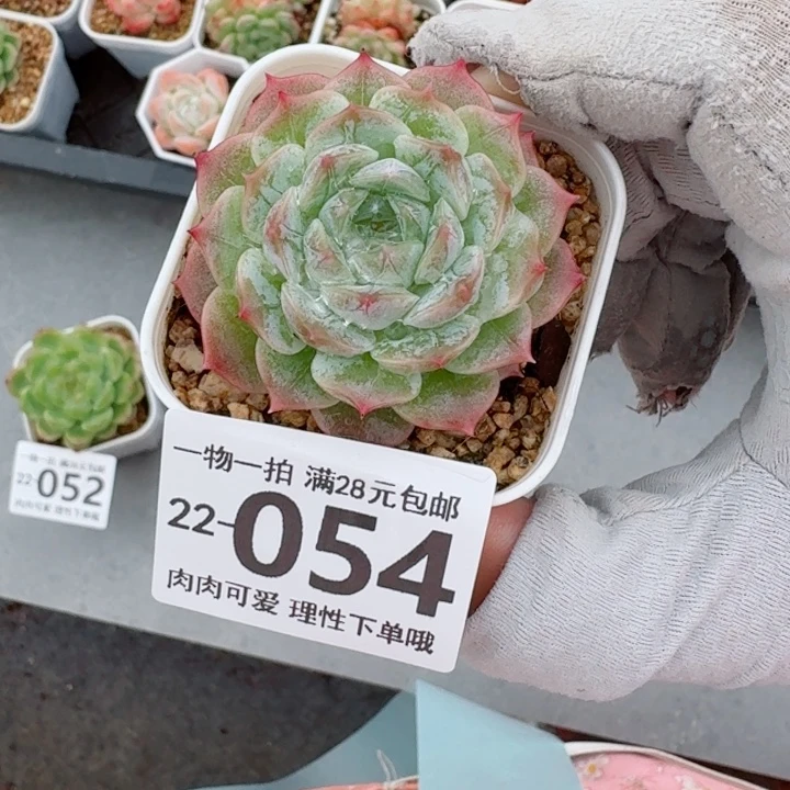 优选唐心多肉肉的多肉多肉多