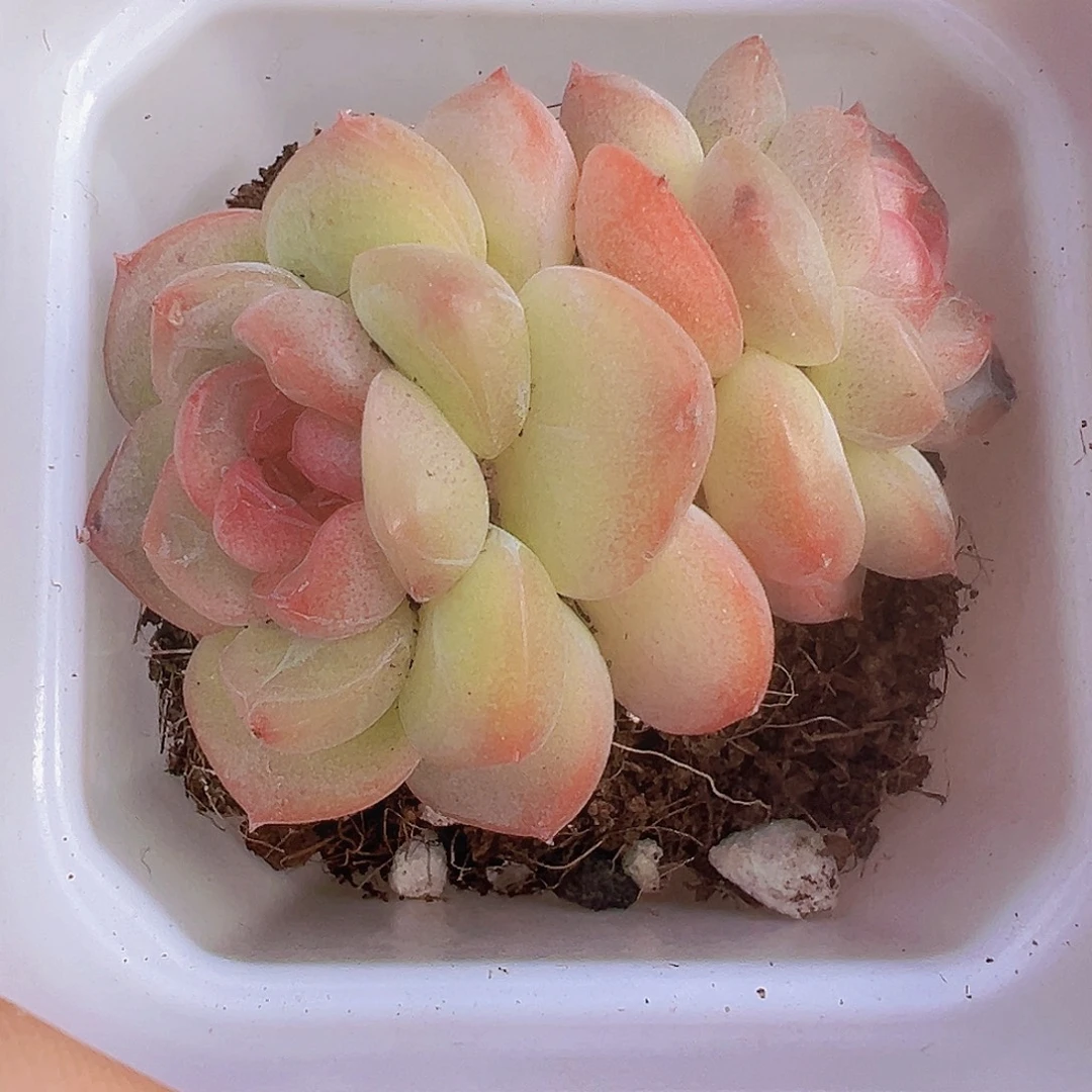 双头琴心19包邮多肉