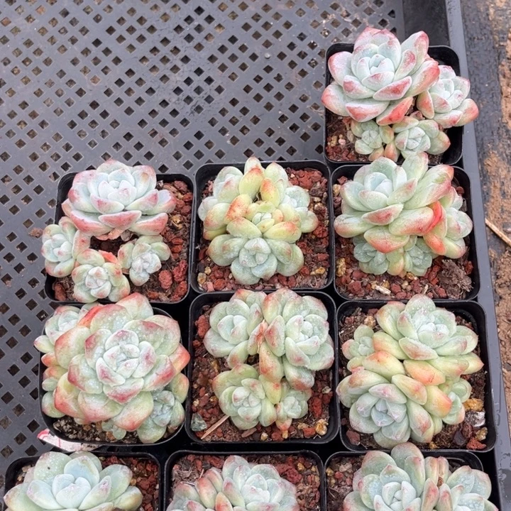 冰玉多肉七方盆一组10个05号