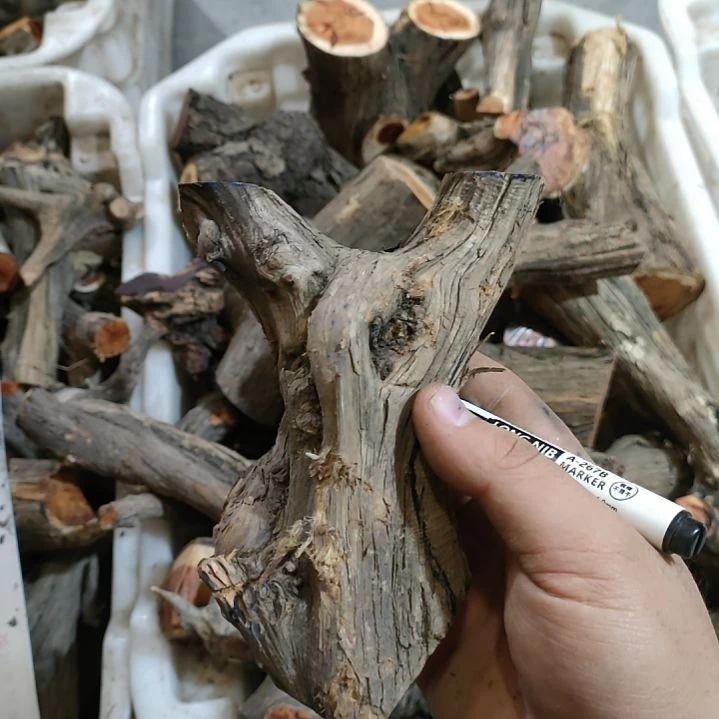 方***间大果紫檀（缅甸花梨）