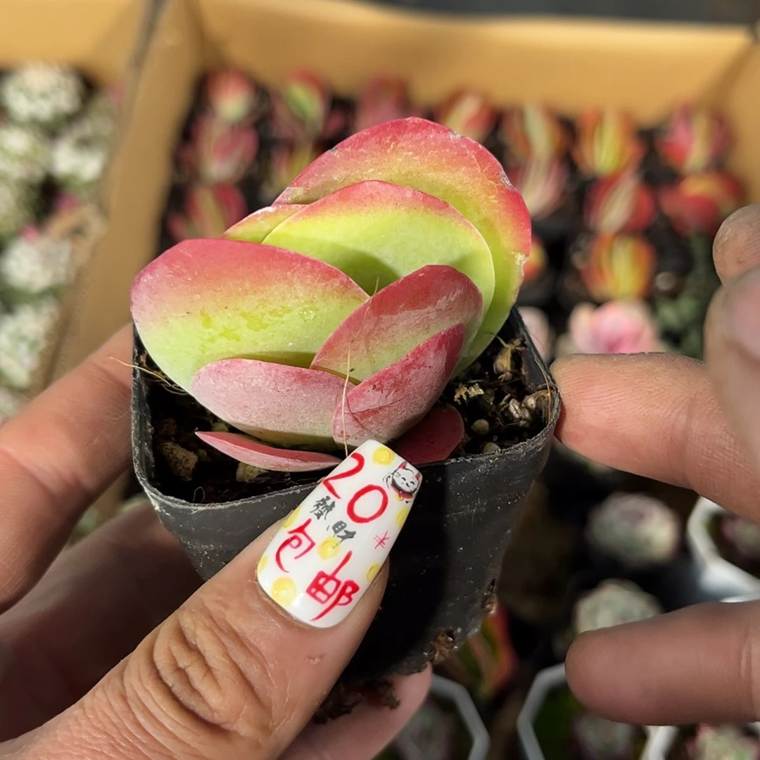 唐印单头发货有根发货