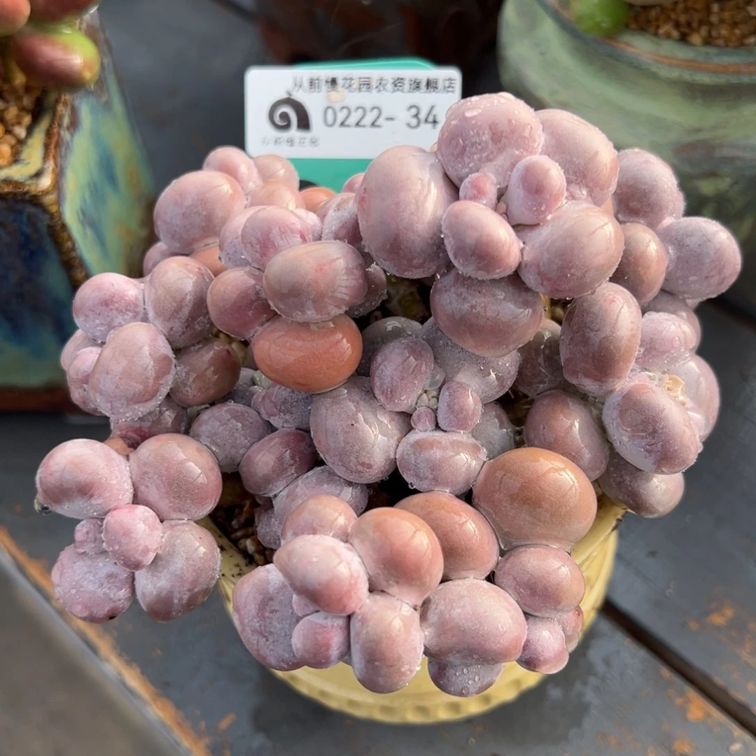 从前慢多肉精选编号0222.34