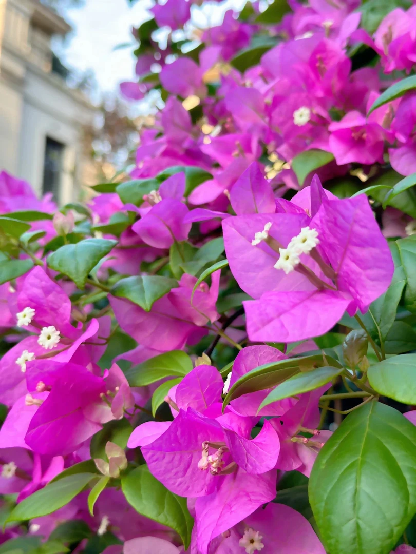 【安格斯】三角梅 原生正版袋苗 四季开花 飘枝爬藤 好养懒人植物