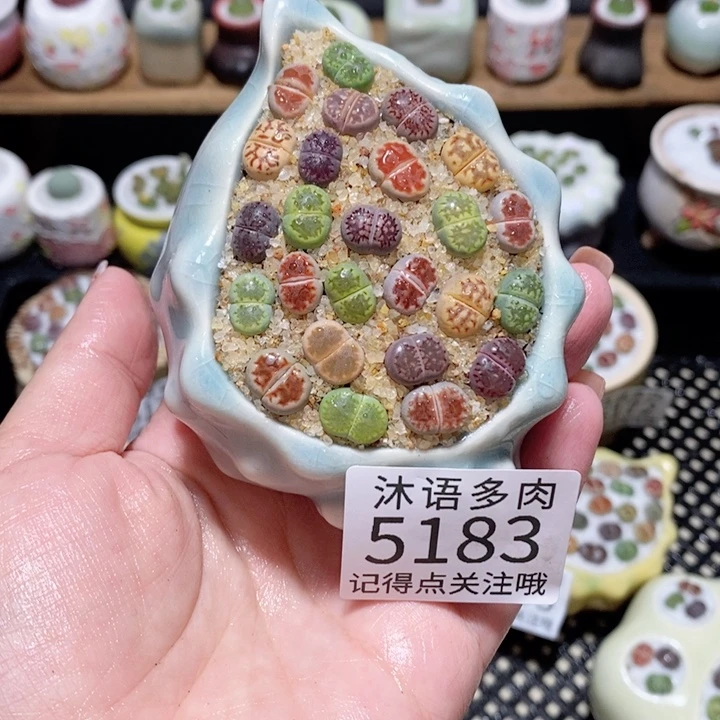 带盆土植物 一物一拍5183