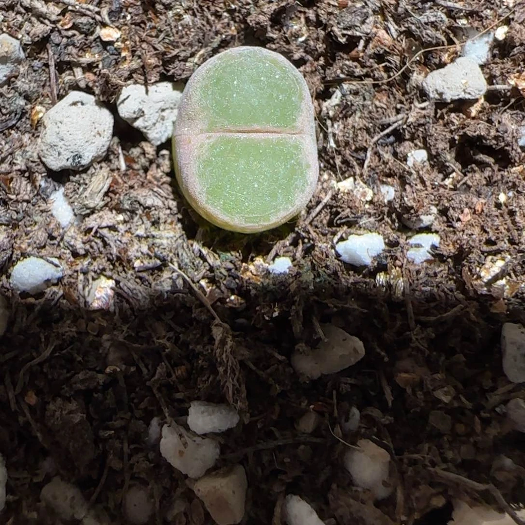 肉锥多肉植物组合-绿焰235