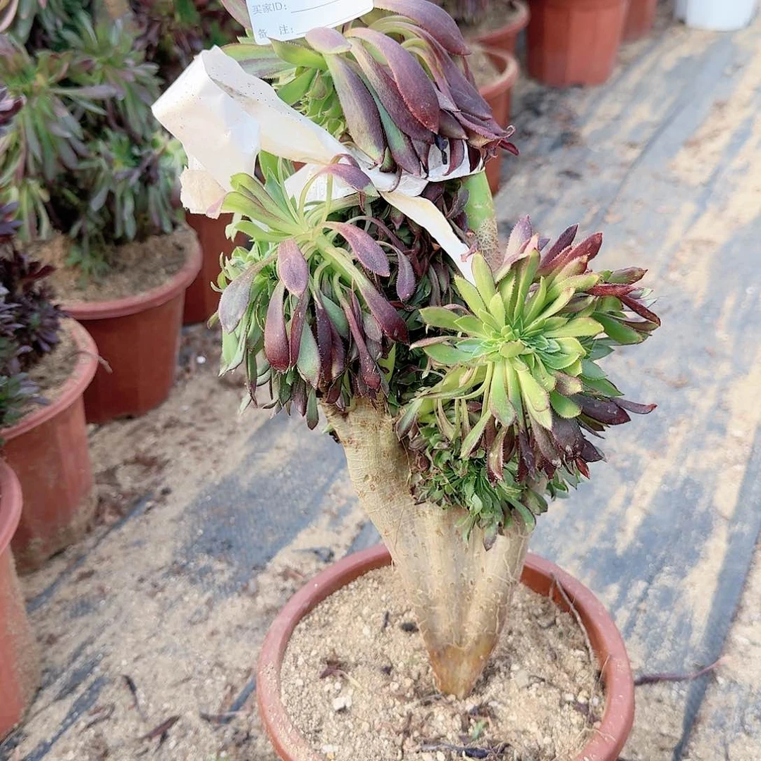 753黑法师一颗呀有伤