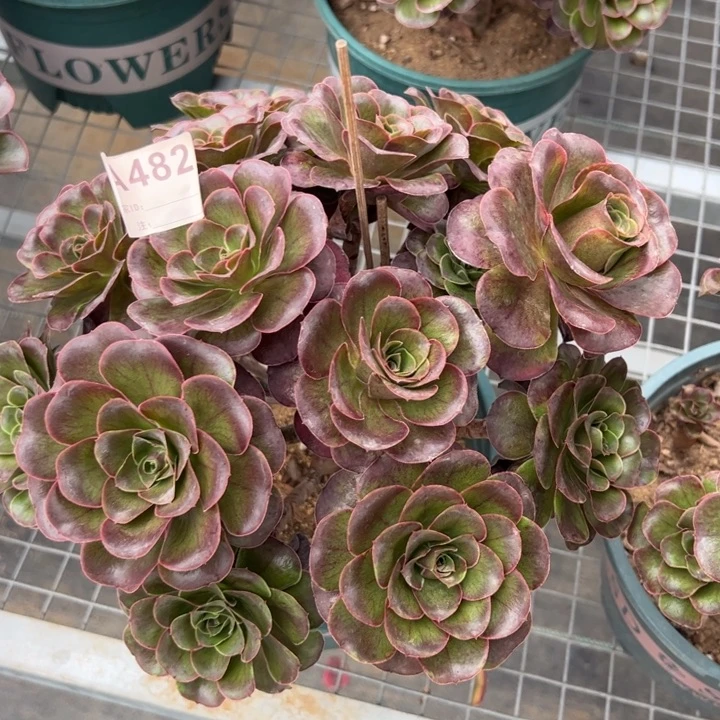 482魅金玫瑰朵朵25厘米左右