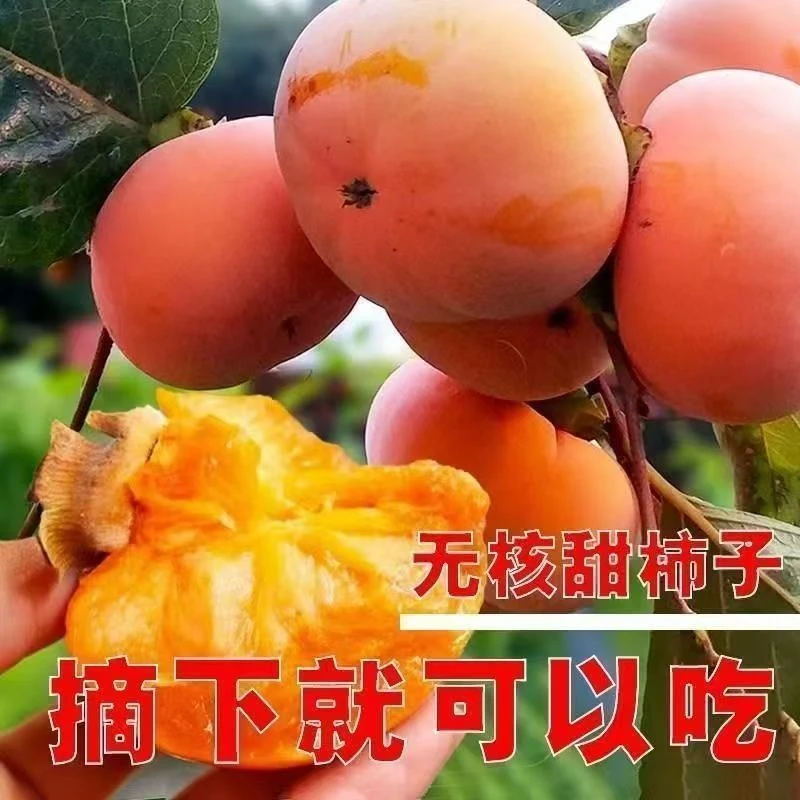 嫁接柿子树苗脆甜柿子阳丰柿子树苗巧克力柿子盆栽地栽庭院采摘园