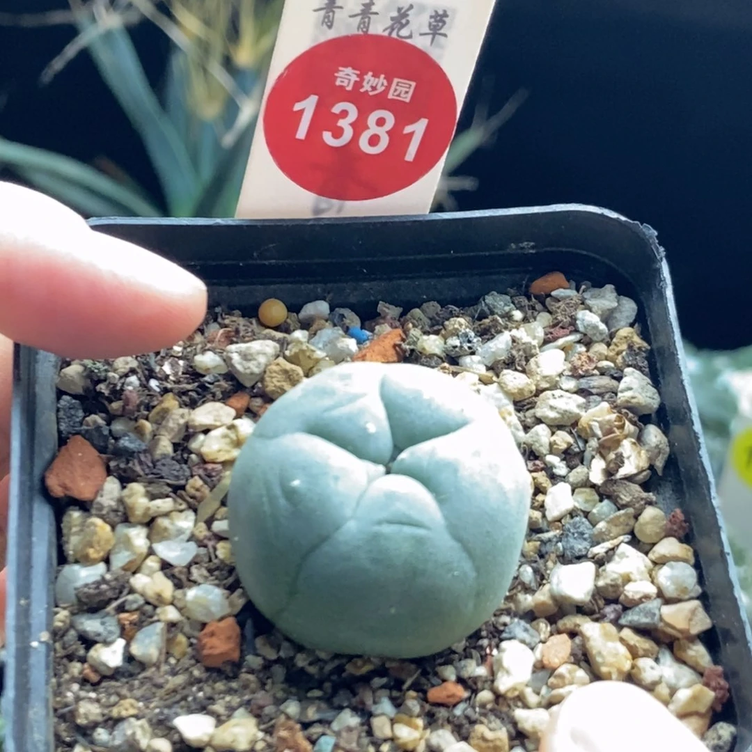 实生肋骨海鲜2.8cm