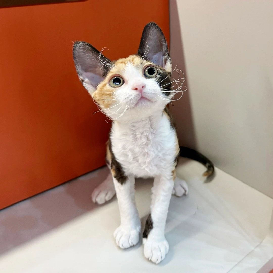 0722黑三花妹妹-猫妮卡