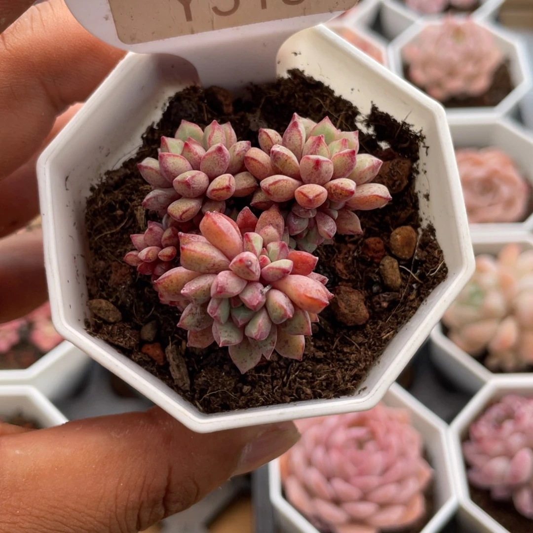 0515蓝宝石5.0厘米