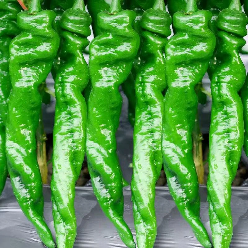 云南农家新鲜螺丝椒