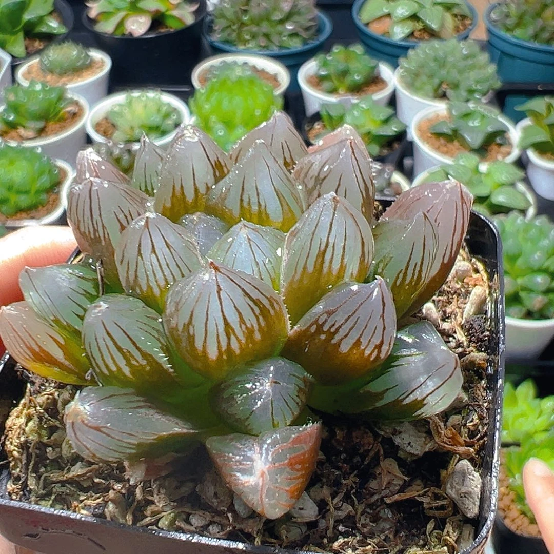 龙爪母本玉露多肉植物一颗