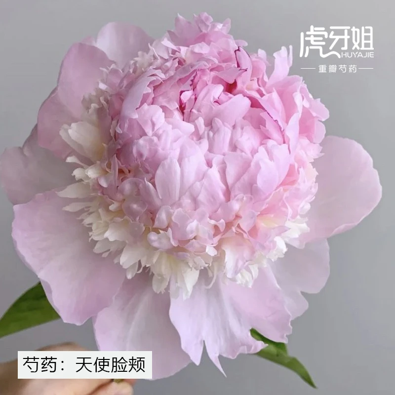 【天使脸颊】裸根芍药包对版-庭院阳台花卉重瓣大花粉色