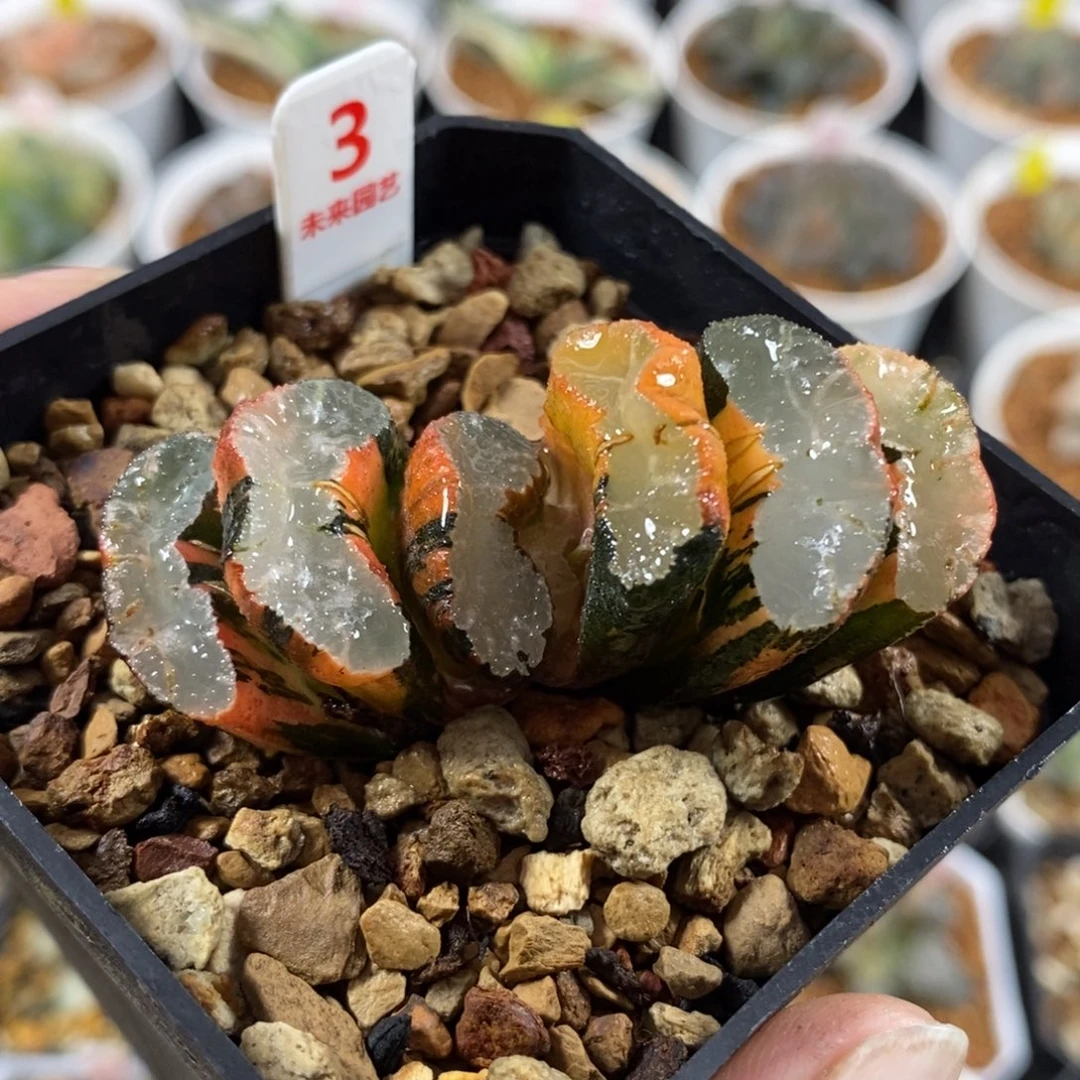 3隼×炫舞玉扇锦一物一图