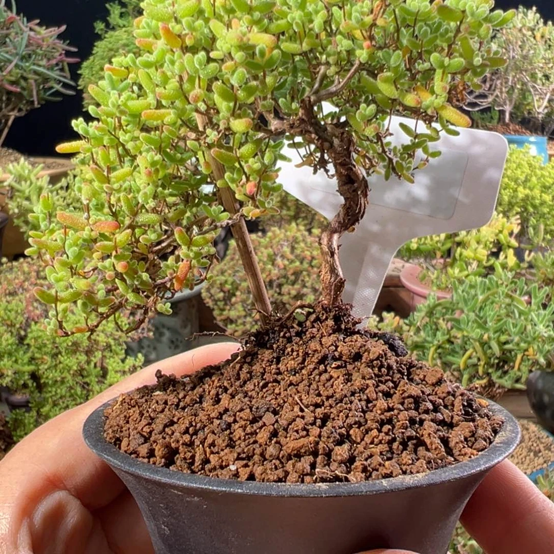 10055蜜橘精致造型老桩