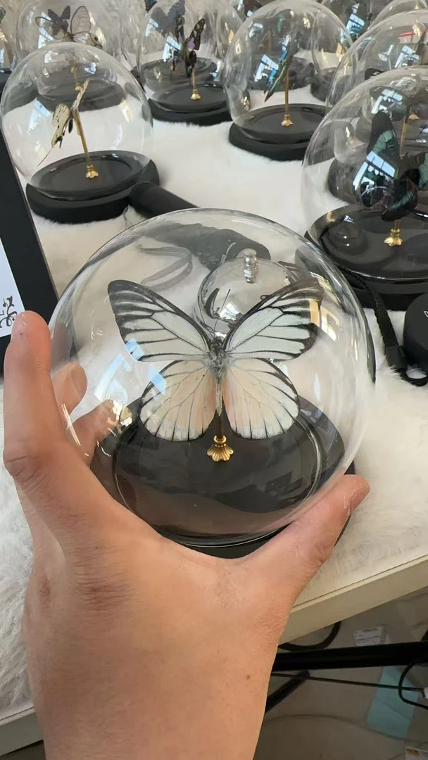 优越斑粉蝶水晶球