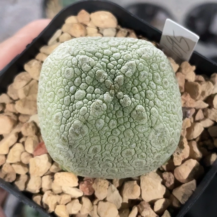 方凝蹄玉实生仙人球