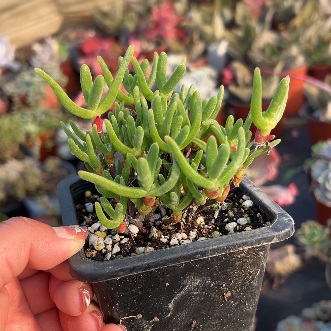 多肉植物短兔儿枝干