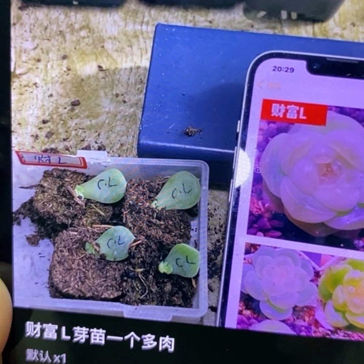 财富L芽苗一个多肉