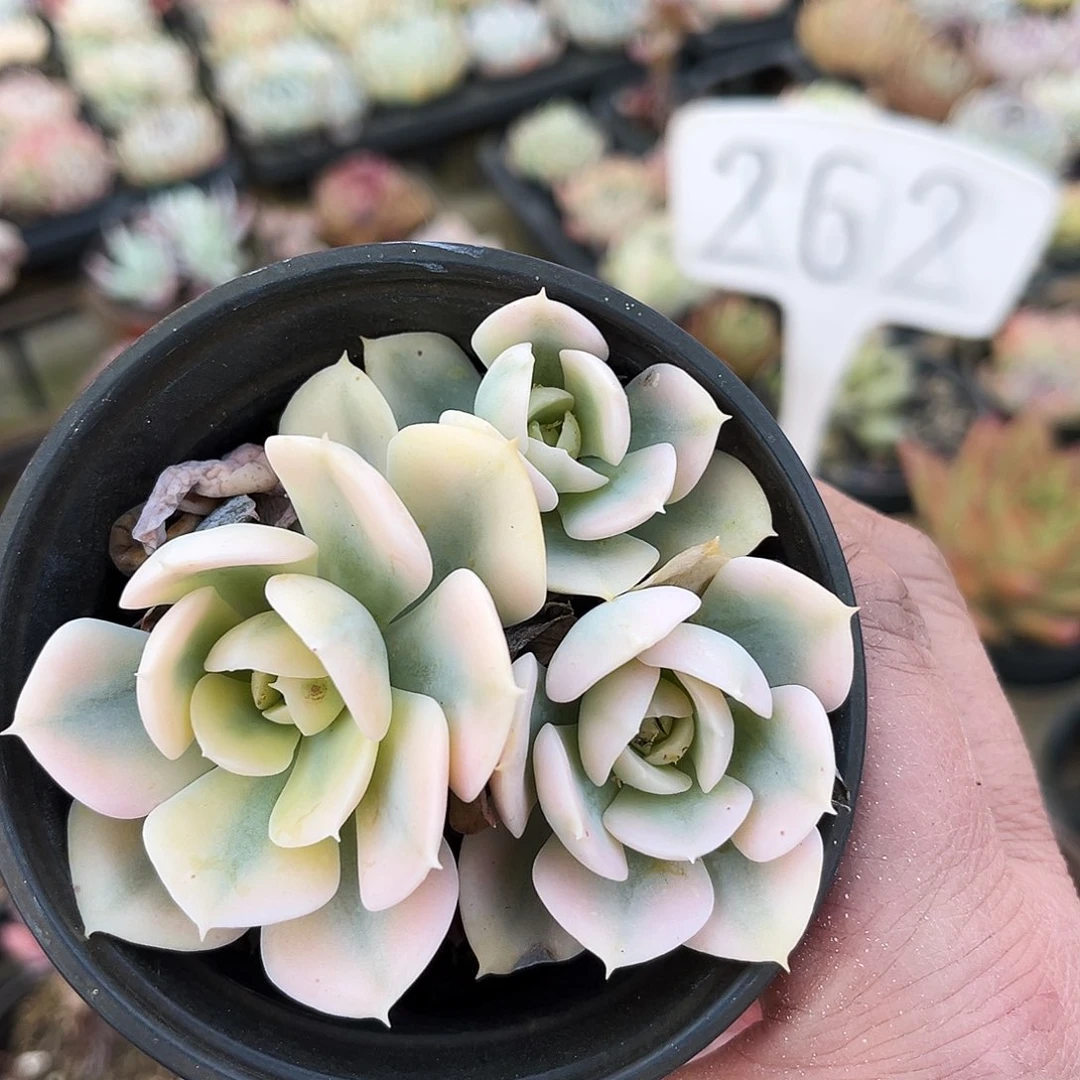 桥*437多肉植物提取萃取剂系列之