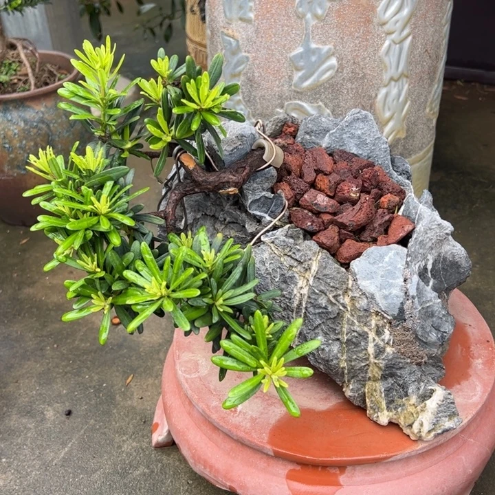 无花朵高端精品罗汉松盆景