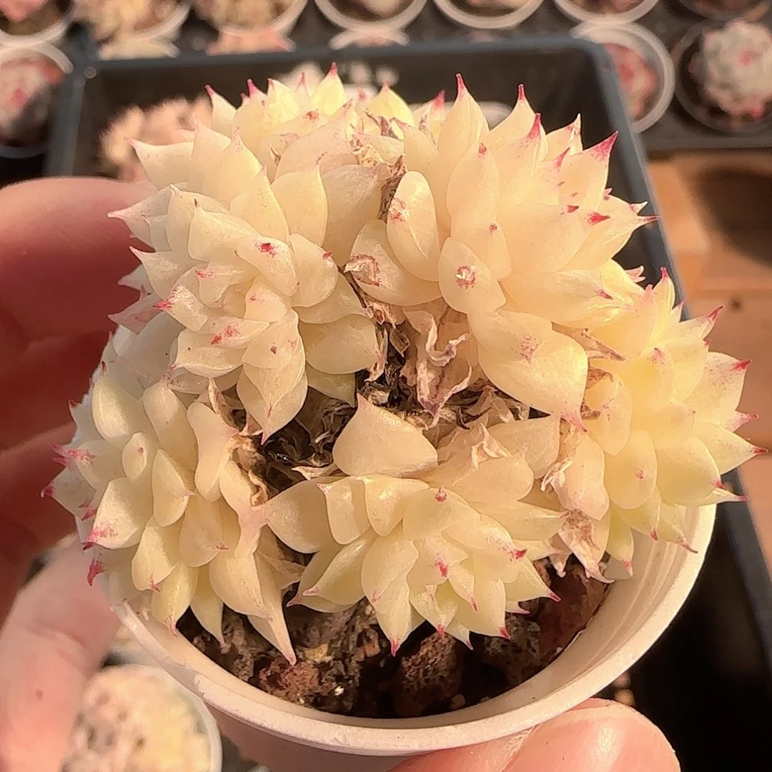 多肉1201-146优选麦秆