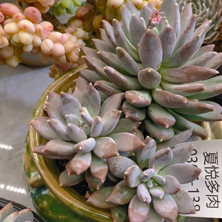 夏悦多肉 0307-138细叶美人