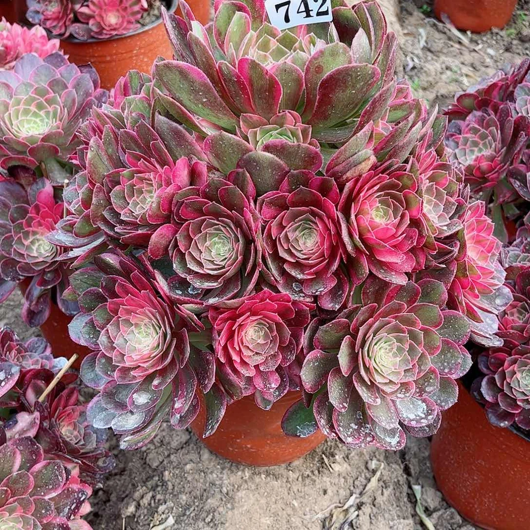 荣*姐多肉植物黑魔锦742