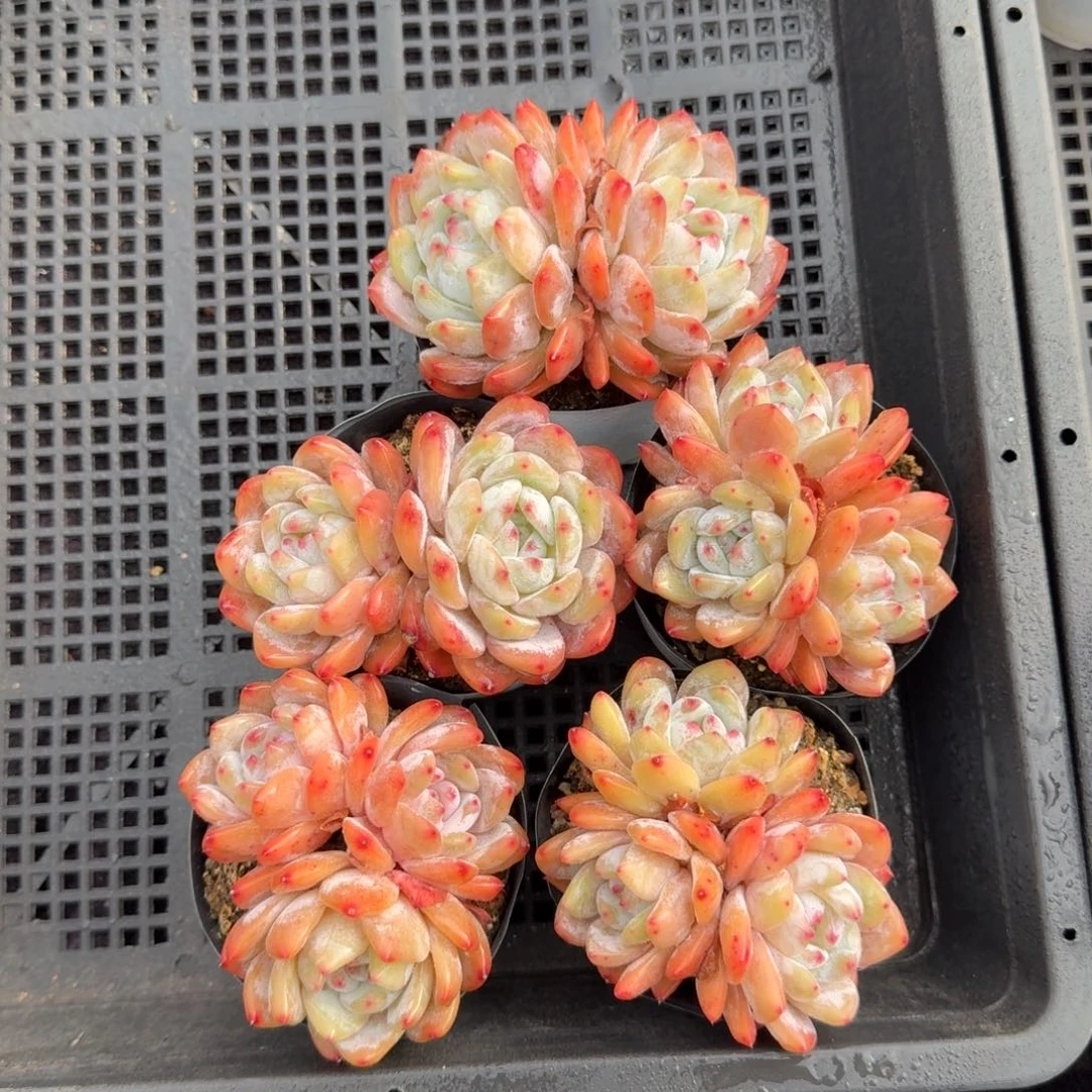 5颗一起一物一拍的