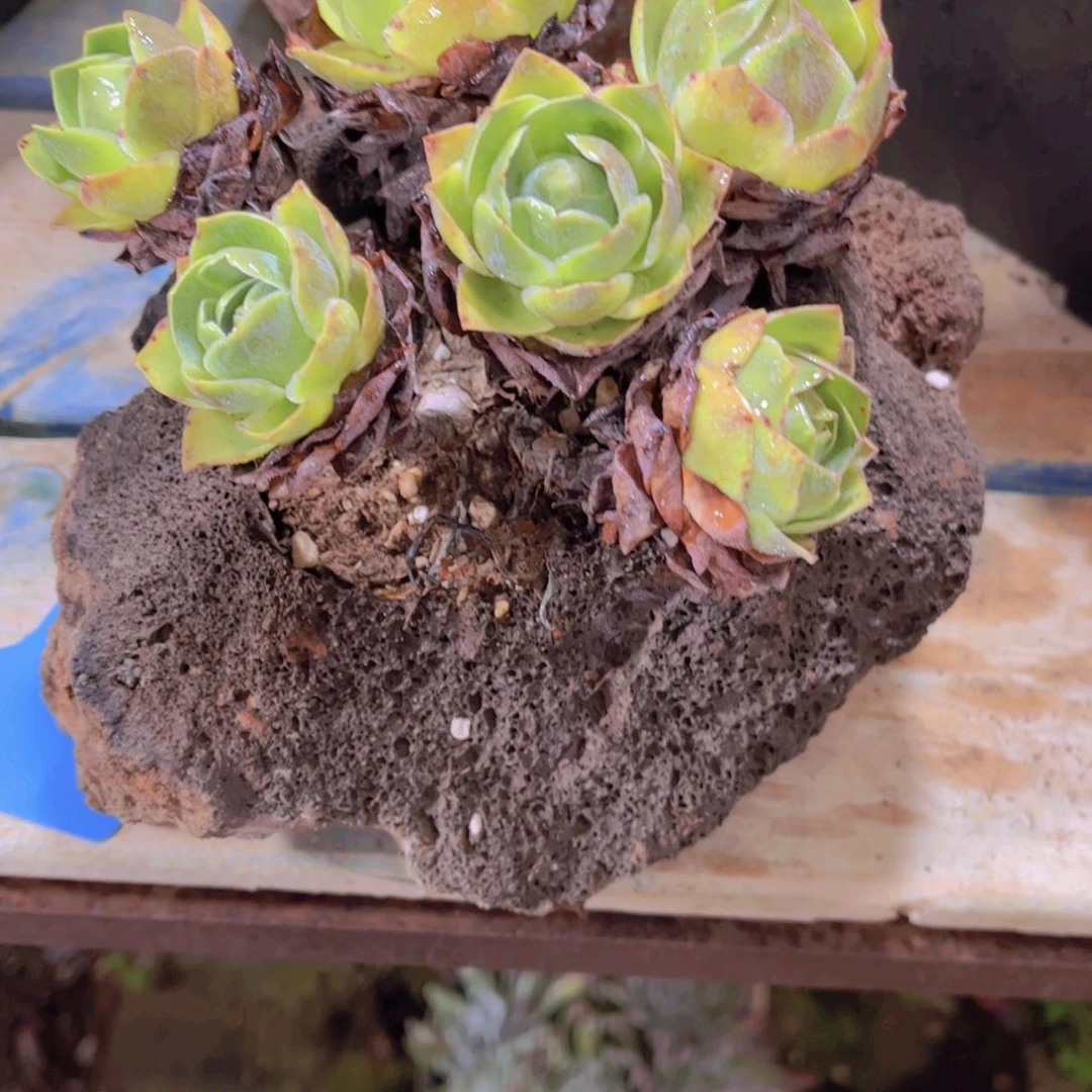 多肉植物保护研究所所长的