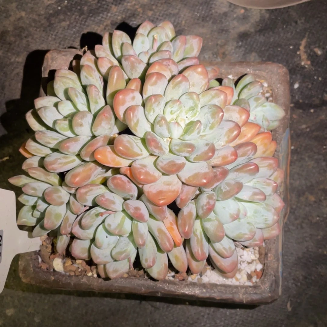 多肉植物盆栽多肉植物