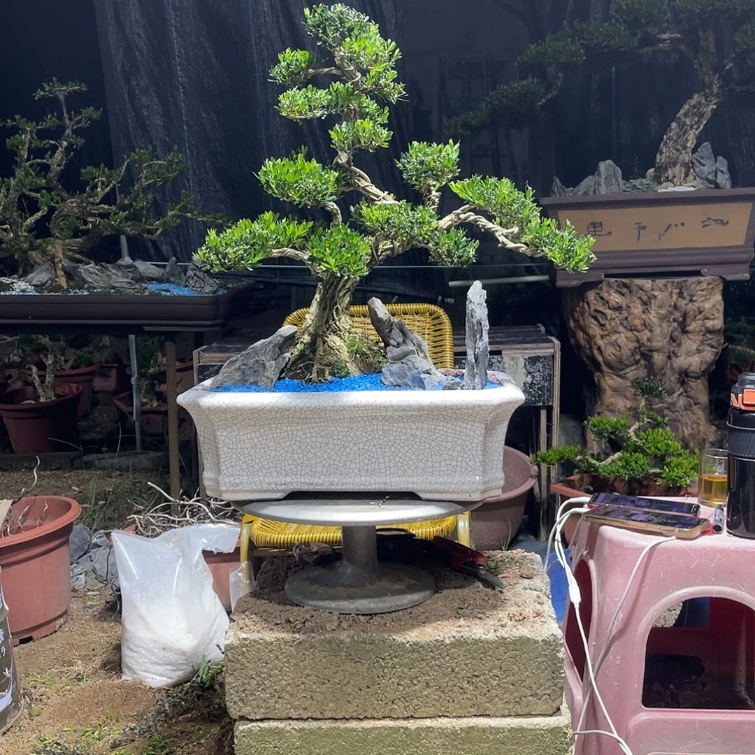 当前无花栽培后可以开花