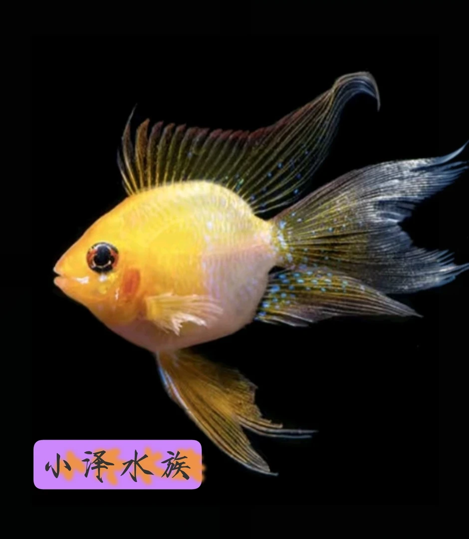 练手金波子不分公母三条/入缸前发现头洞水霉鱼白送