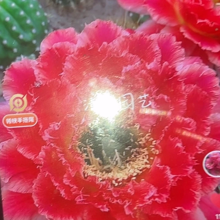 清清蒙娜丽莎根瑕疵黑点